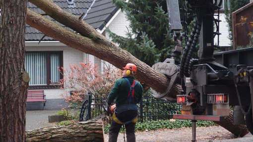 bomen rooien in Bergeijk